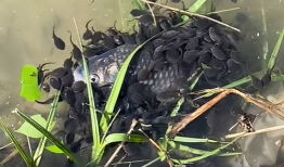 小蝌蚪视频,一场奇妙的蜕变之旅